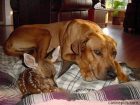 caninefawn.jpg caninefawn.jpg