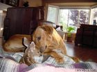 caninefawn1.jpg caninefawn1.jpg